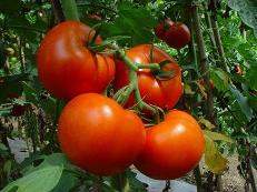 http://nlogorod.ru/images/pomidor2.jpg